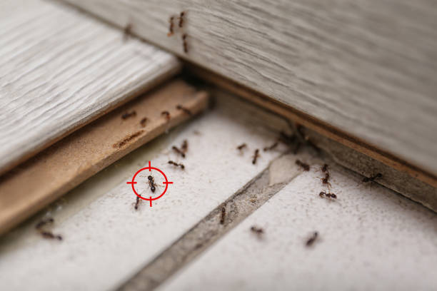 Wildlife Control Services in Virden, IL