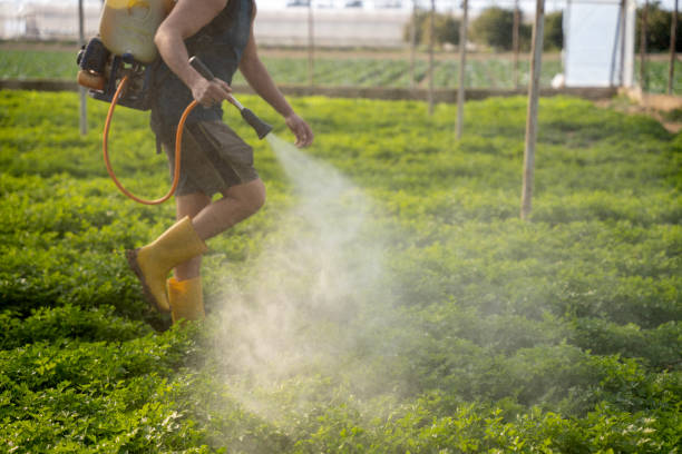 Best Insect Control  in Virden, IL