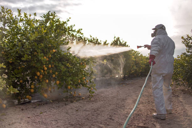 Best Pest Removal Services  in Virden, IL