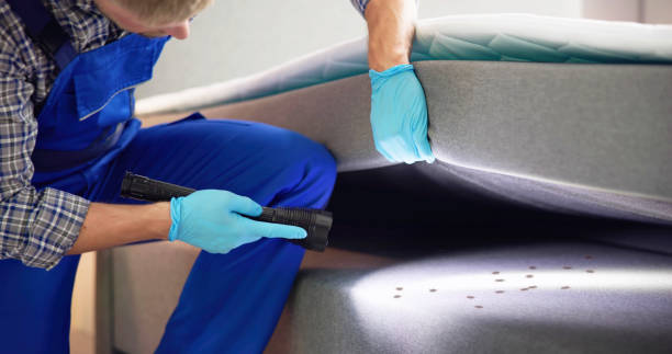 Best Local Pest Control Services  in Virden, IL