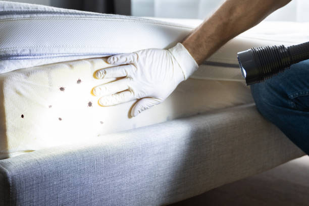 Best Affordable Pest Control Services  in Virden, IL