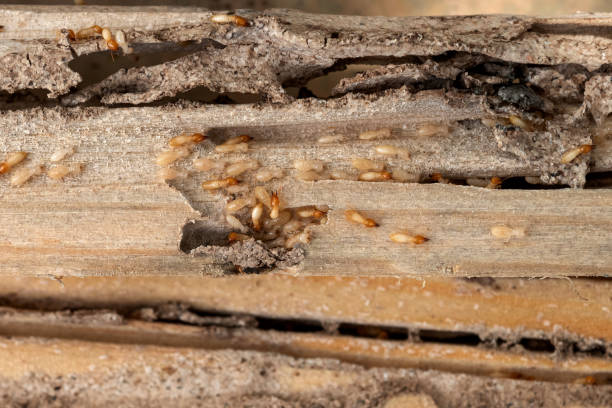 Best Pest Control Treatment  in Virden, IL