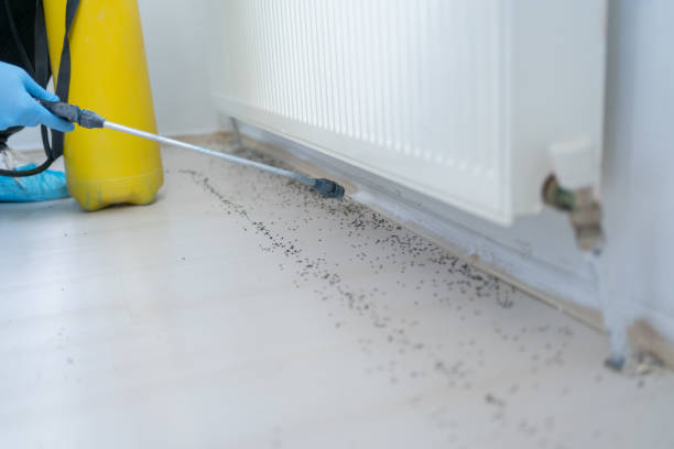 Best Wasp Removal Services  in Virden, IL